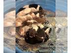 Basset Hound PUPPY FOR SALE ADN-789997 - Basset Hound Puppies 6wks