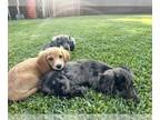 Dachshund PUPPY FOR SALE ADN-790004 - Mini dachshund 2 dapples 1 cream