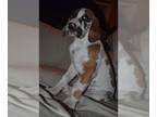 Great Dane PUPPY FOR SALE ADN-790014 - Gracie Fawn Merle Girl