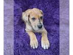 Great Dane PUPPY FOR SALE ADN-790020 - Gracie Fawn Merle Girl