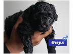 Cock-A-Poo-Poodle (Toy) Mix PUPPY FOR SALE ADN-790025 - Toy Poodle Onyx