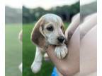 Beagle PUPPY FOR SALE ADN-790027 - Male beaglehound x
