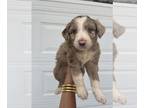 F2 Aussiedoodle PUPPY FOR SALE ADN-790031 - Aussiedoodles