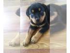 Rottweiler PUPPY FOR SALE ADN-790032 - Rottweiler pup