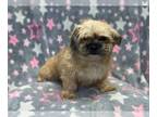 ShihPoo PUPPY FOR SALE ADN-790039 - Sage