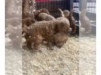 Goldendoodle (Miniature) PUPPY FOR SALE ADN-790047 - Mini Goldendoodle