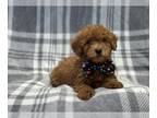 Goldendoodle (Miniature) PUPPY FOR SALE ADN-790050 - Rusty