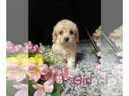 Cocker Spaniel PUPPY FOR SALE ADN-790058 - Batgirl