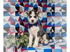 Siberian Husky PUPPY FOR SALE ADN-790071 - Beautiful Siberain Husky Puppy