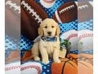 Golden Retriever PUPPY FOR SALE ADN-790078 - Super cute Golden Retriever Puppy