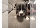 American Bully PUPPY FOR SALE ADN-790084 - American bully female pup blue tri