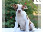 Boston Terrier PUPPY FOR SALE ADN-790093 - Boston Terrier