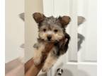 Yorkshire Terrier PUPPY FOR SALE ADN-790095 - Yorkie puppies