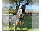 Australian Cattle Dog PUPPY FOR SALE ADN-790097 - AKC Registered Australian