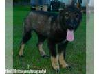 German Shepherd Dog-Siberian Husky Mix PUPPY FOR SALE ADN-790104 - Girl 1