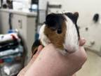 Adopt ROYALTY a Guinea Pig