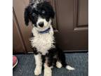 Adopt Mandy a Poodle, Bernese Mountain Dog