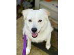 Adopt Aria a Great Pyrenees