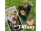 Adopt Tiffany a Pit Bull Terrier, Mixed Breed