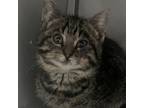 Adopt Nerys a Domestic Short Hair