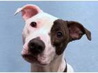 Adopt Dolly a Pit Bull Terrier, Mixed Breed