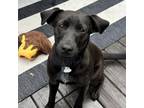 Adopt Kori a Black Labrador Retriever