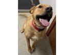 Adopt Lime a Mixed Breed