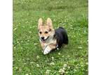 Pembroke Welsh Corgi Puppy for sale in Spring Hope, NC, USA
