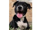 Adopt Rosie Heights a Pit Bull Terrier, Mixed Breed