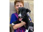 Adopt Sophia Heights a Pit Bull Terrier, Mixed Breed