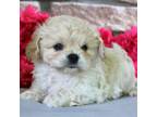 Cavalier King Charles Spaniel Puppy for sale in Rock Stream, NY, USA