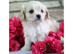 Cavalier King Charles Spaniel Puppy for sale in Rock Stream, NY, USA