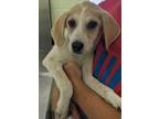 Adopt Funnel Cake a Hound, Mixed Breed