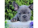 French Bulldog Puppy for sale in Clinton, NJ, USA