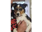 Adopt Lucy a Jack Russell Terrier