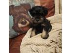 Schnauzer (Miniature) Puppy for sale in New Caney, TX, USA