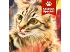 Adopt Yeknom - Sweet, Velcro kitty! $50 a Domestic Long Hair