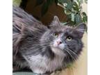 Adopt Dutchess- Darling affectionate kitty! a Domestic Long Hair