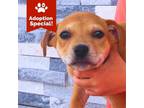 Adopt Christina - Loves People and Dogs! $125 ADOPTION SPECIAL! a Cattle Dog