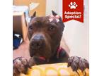 Adopt Annie - Loves people, sweet & potty trained! $0 ADOPTION SPECIAL!