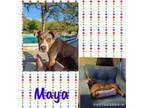 Adopt Maya a Australian Shepherd, Mixed Breed