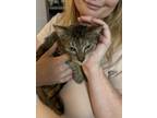 Adopt Roshely a Domestic Short Hair