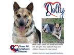 Adopt Dolly a Cattle Dog