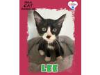 Adopt Lee a Domestic Medium Hair