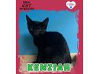 Adopt Kenziah a Domestic Short Hair