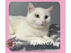 Adopt Bianca a Domestic Short Hair