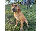 Great Dane Puppy for sale in Altoona, KS, USA