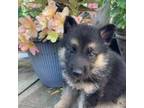 German Shepherd Dog Puppy for sale in Beulaville, NC, USA