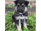 German Shepherd Dog Puppy for sale in Beulaville, NC, USA