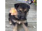 German Shepherd Dog Puppy for sale in Beulaville, NC, USA